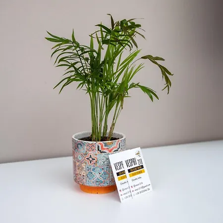 Apartment Vespri 210